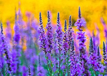 《战神：诸神黄昏》第九集花絮介绍家族羁绊